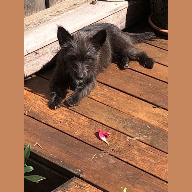 Photo of Nori
