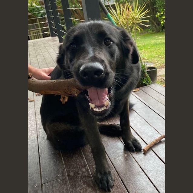 Riley Large Female German Shepherd x Golden Retriever Dog in NSW PetRescue