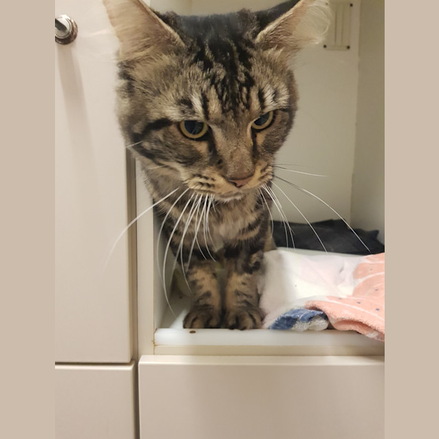 Photo of Simba 