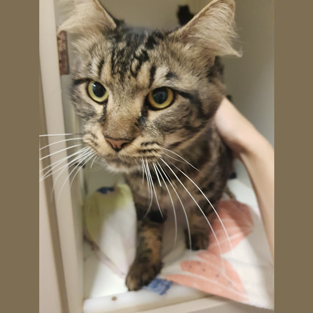 Photo of Simba 