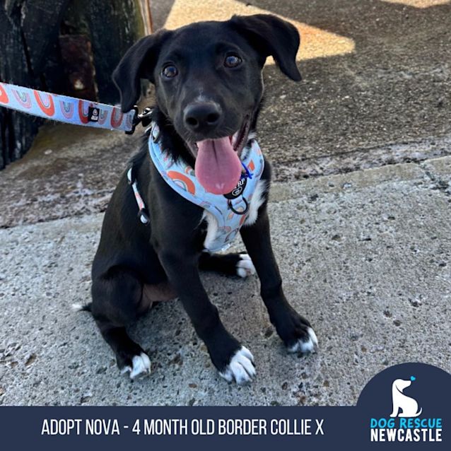 Photo of Nova   4 Month Old Border Collie X (Trial)