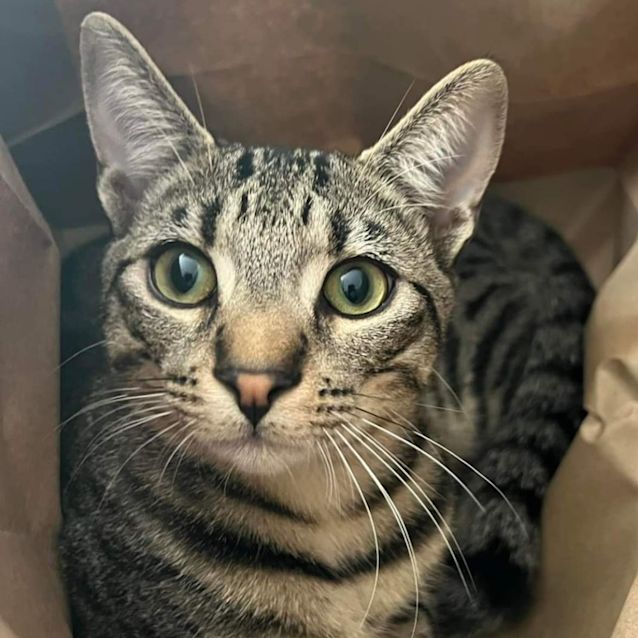 Photo of Felix