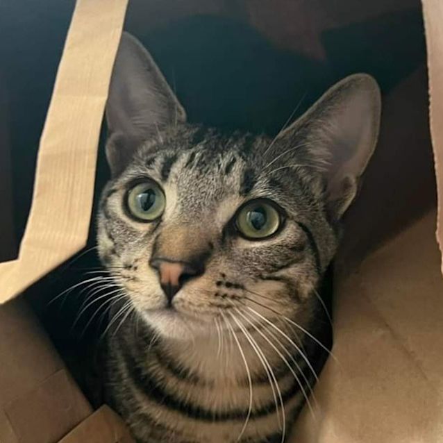 Photo of Felix