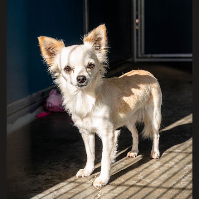 Photo of Izzy