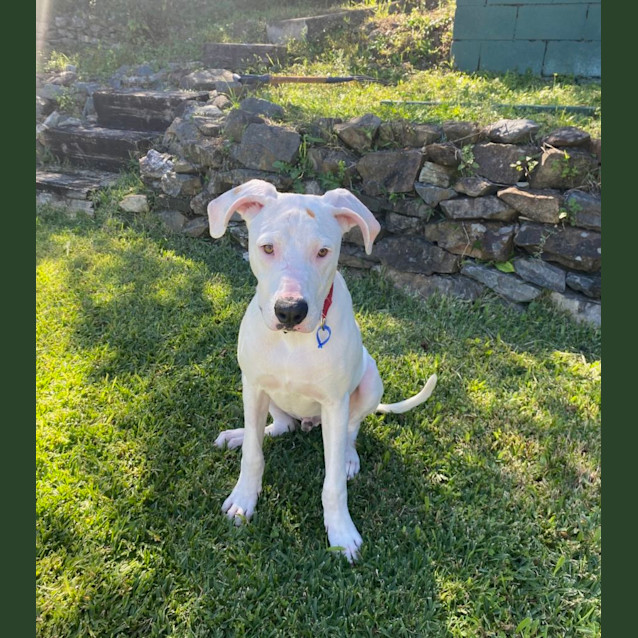 Photo of Frankie