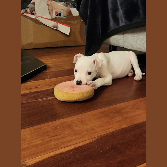 Photo of Lulu