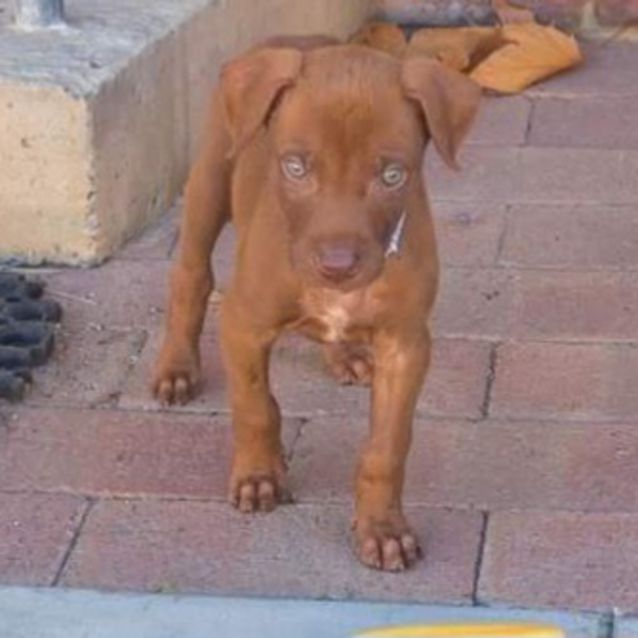 Photo of Tanner