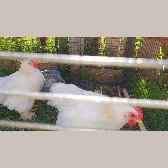 Photo of Marshmallow   Oreo   Thing1 And Thing 2