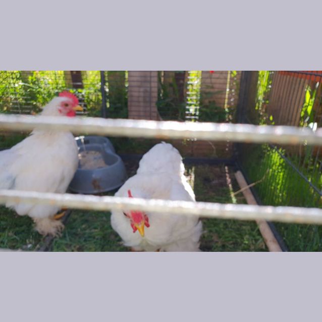 Photo of Marshmallow   Oreo   Thing1 And Thing 2