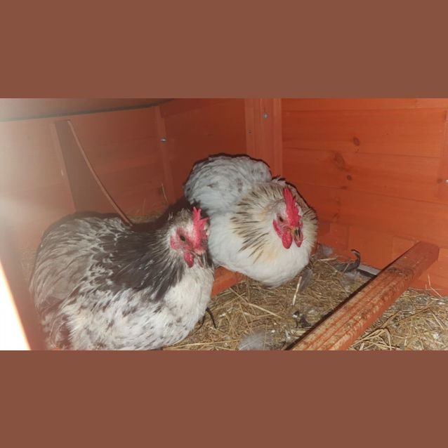 Photo of Marshmallow   Oreo   Thing1 And Thing 2