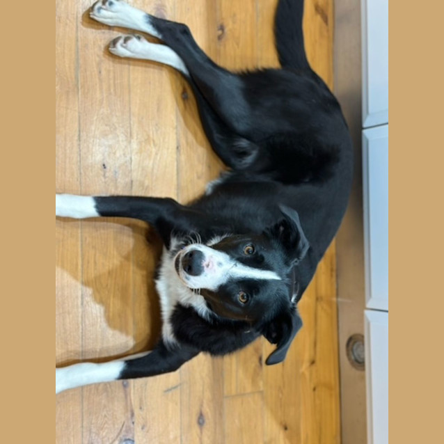 Photo of Sadie   1 Year Old Border Collie (Trial)