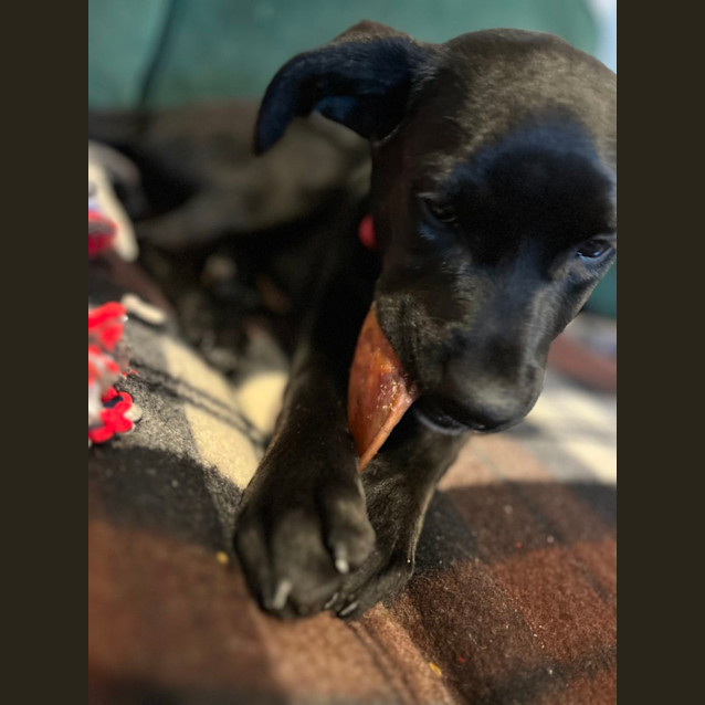 Photo of Obi Jubbington