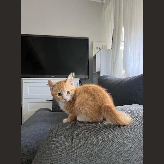 Photo of Sia   2 Month Old Domestic (Trial 13/6/23)