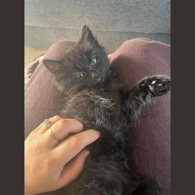 Photo of Pebble   2 Month Old Domestic (Trial 13/6/23)