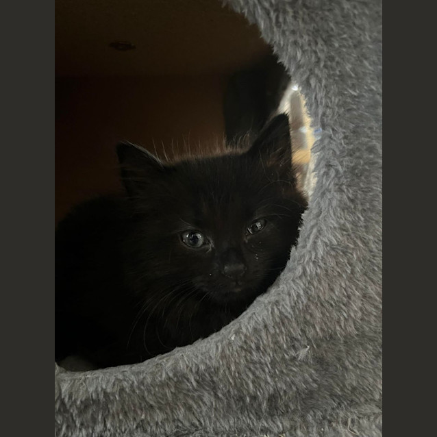 Photo of Pebble   2 Month Old Domestic (Trial 13/6/23)