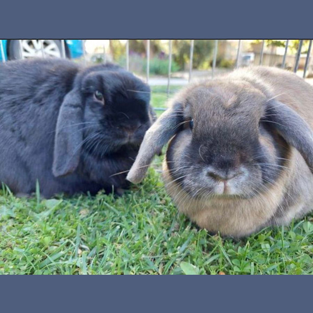 Photo of Kookie And Koko