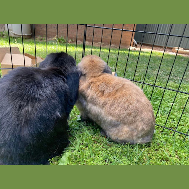 Photo of Kookie And Koko