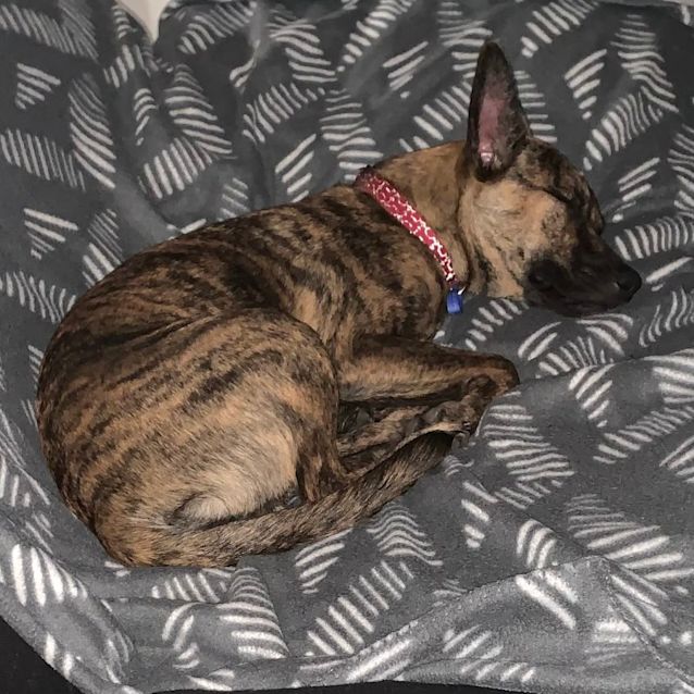 Photo of Tigger   11 Month Old Kelpie X Staffy