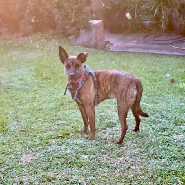 Photo of Tigger   11 Month Old Kelpie X Staffy