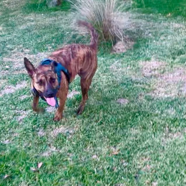 Photo of Tigger   11 Month Old Kelpie X Staffy