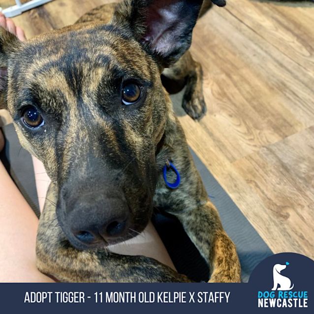 Photo of Tigger   11 Month Old Kelpie X Staffy