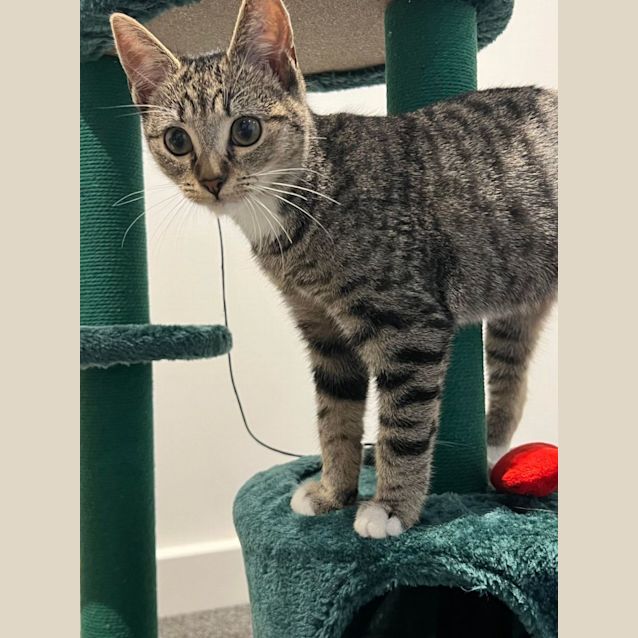 Photo of Fondant   Located In Bulleen