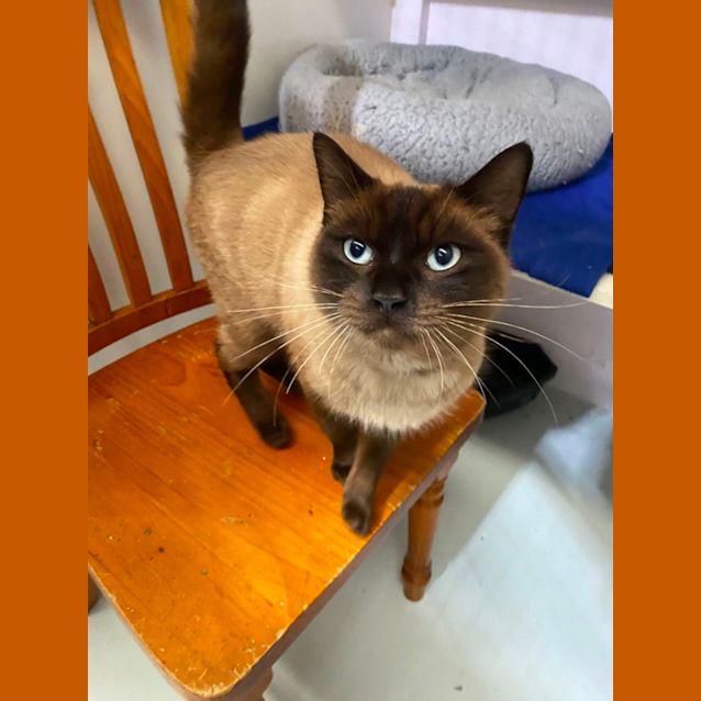 Photo of Honky 