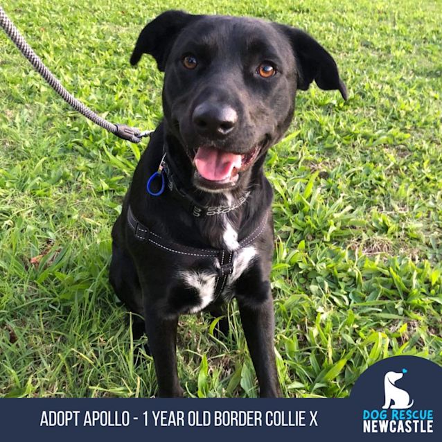Photo of Apollo   1 Year Old Border Collie X (Trial 17/6/23