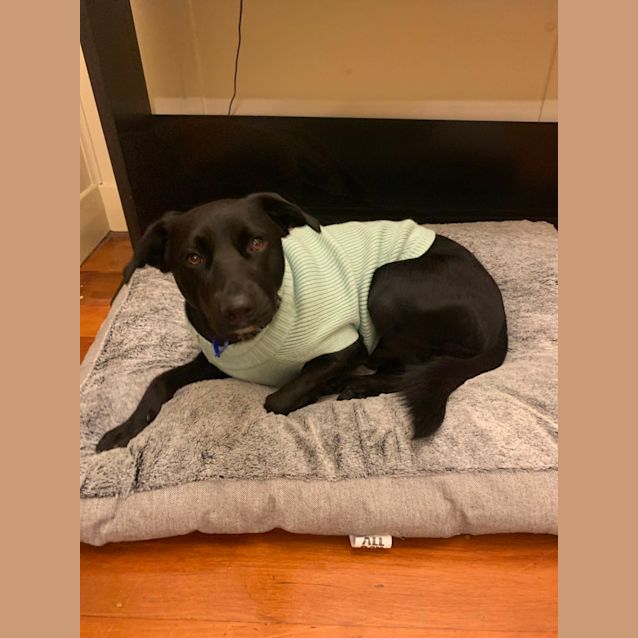 Photo of Apollo   1 Year Old Border Collie X (Trial 17/6/23