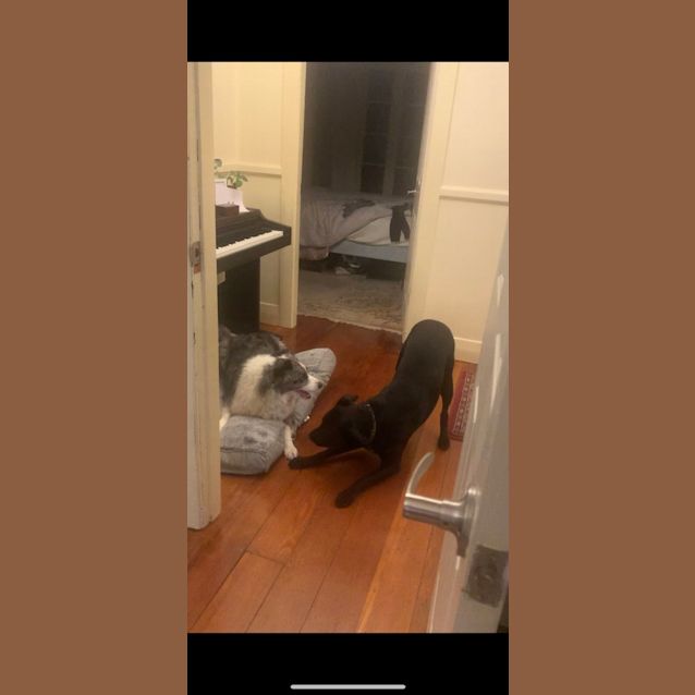 Photo of Apollo   1 Year Old Border Collie X (Trial 17/6/23