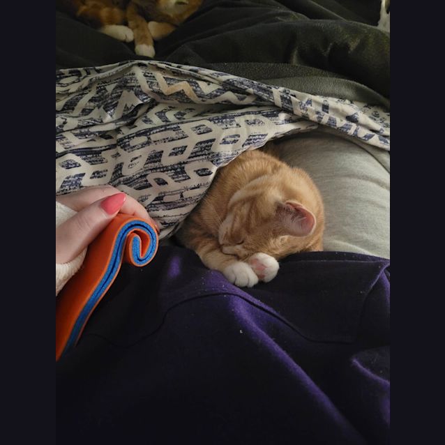 Photo of Gizmo