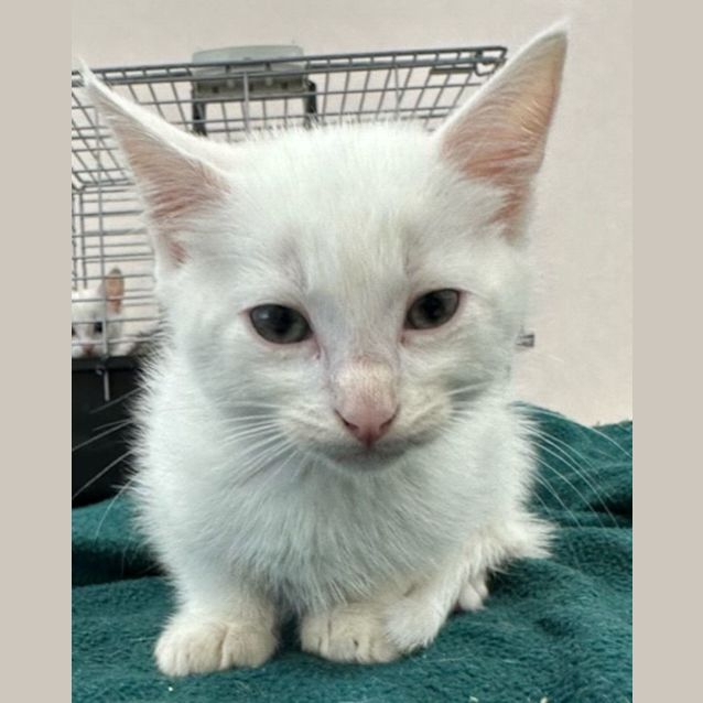 Photo of Parker (9415)