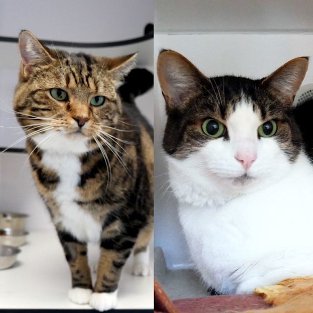 Photo of Micky & Minnie Sua011254 Sua011255