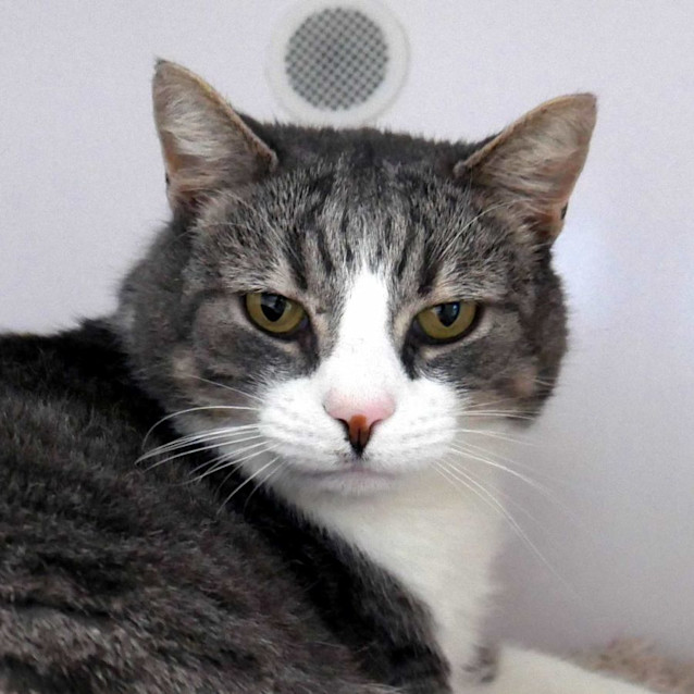 Photo of Goose Sta011178