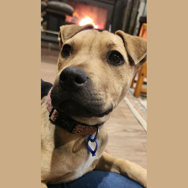 Photo of Macey   14 Week Old Mixed Breed (Trial)