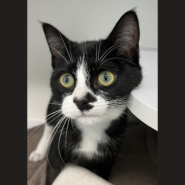 Photo of Peach