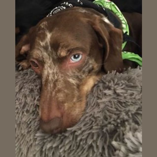 Photo of Daisy And Dappley