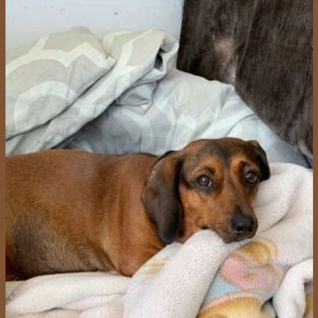 Photo of Daisy And Dappley