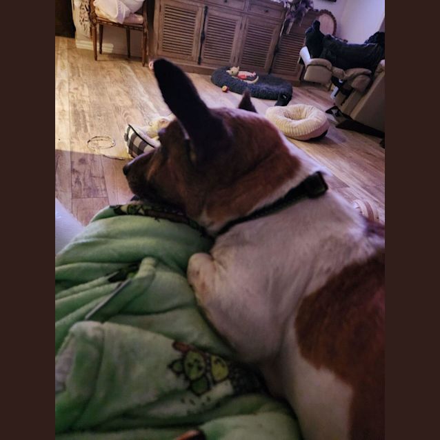 Photo of Bazza 