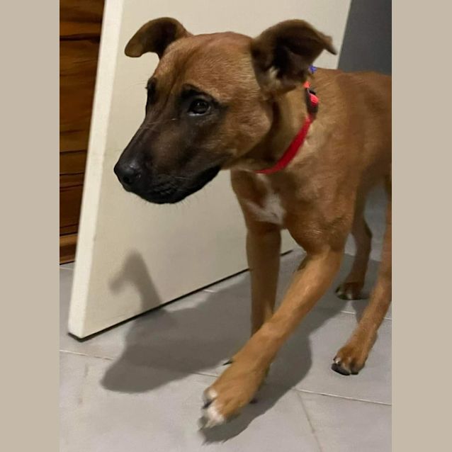 Photo of Pippa