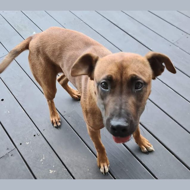 Photo of Pippa