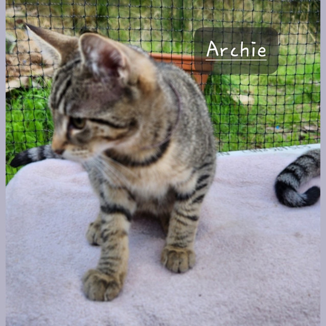 Photo of Archie