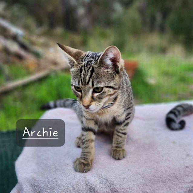 Photo of Archie