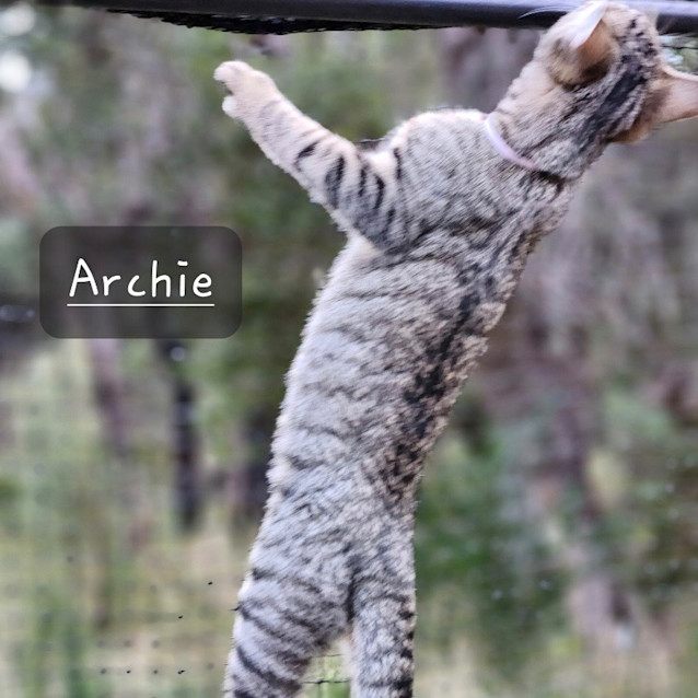 Photo of Archie
