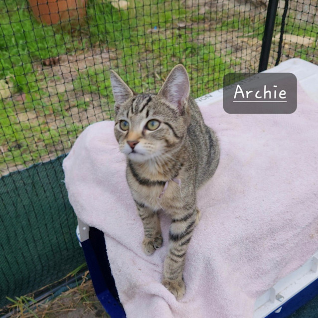 Photo of Archie