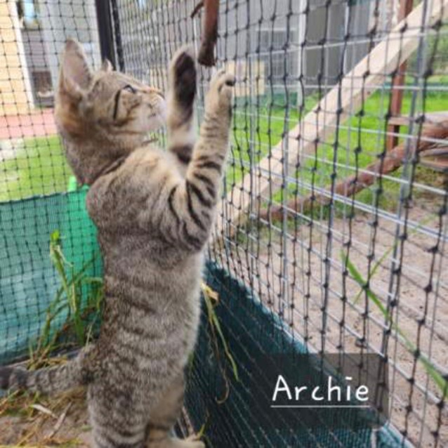 Photo of Archie