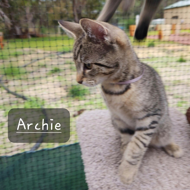 Photo of Archie