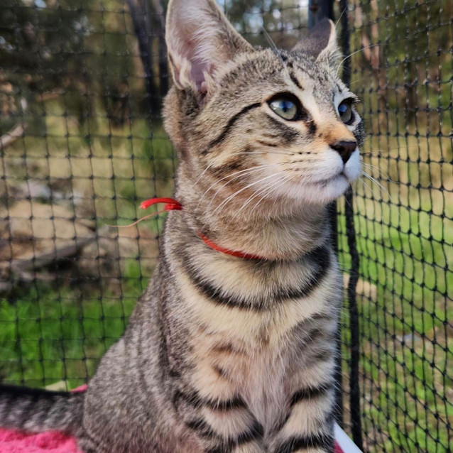 Photo of Sabre