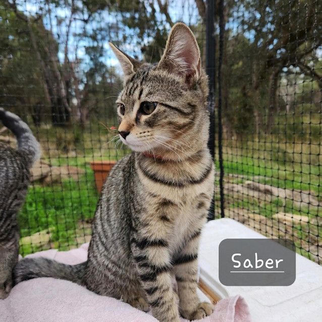Photo of Sabre