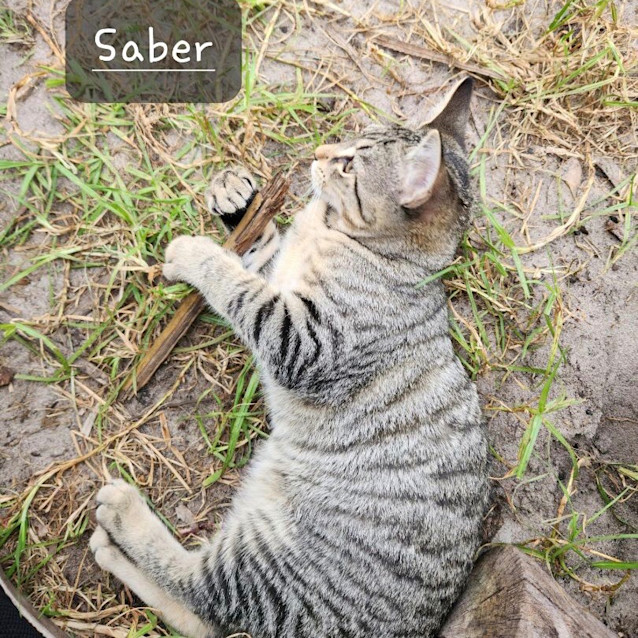 Photo of Sabre